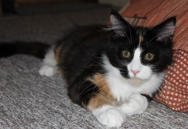 wienna mit 4 Monaten / four months old