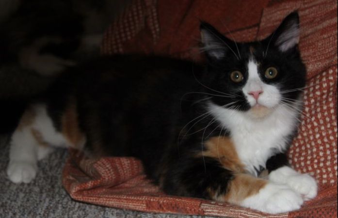 wienna mit 4 Monaten / four months old