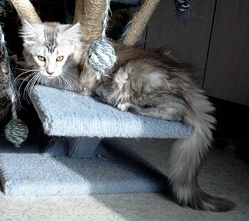 Willow mit 15 Wochen