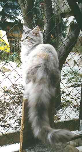 Willow mit 6 Monaten