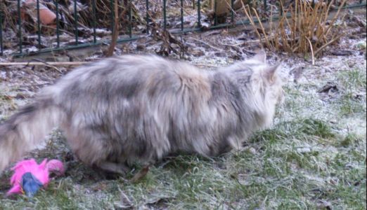 Willow mit 4 Jahren/ 4 years old