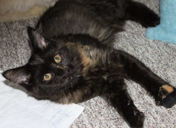 Winnie mit 4 Monaten / four months old