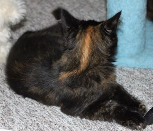 Winnie mit 4 Monaten / four months old