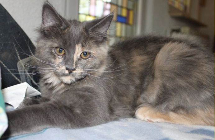 Wolke mit 4 Monaten / four months old