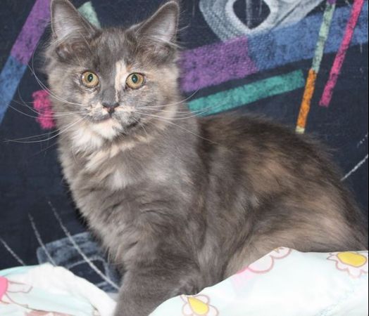 Wolke mit 4 Monaten / four months old