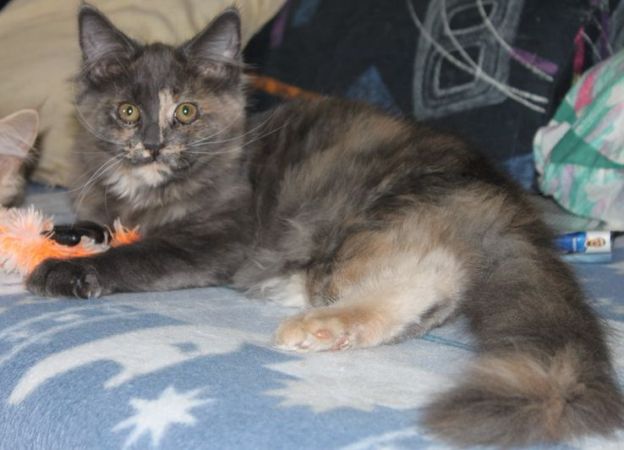 Wolke mit 4 Monaten / four months old