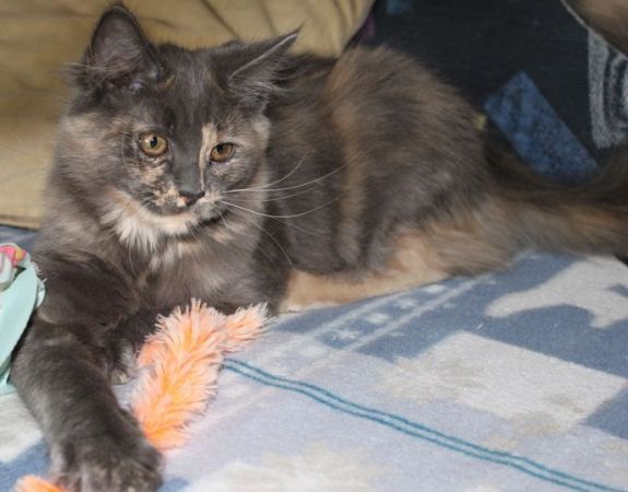 Wolke mit 4 Monaten / four months old