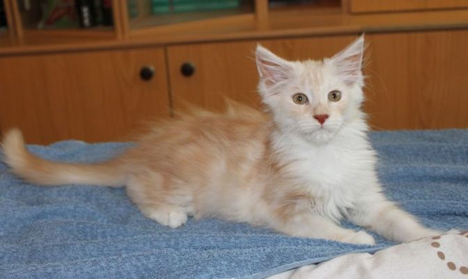 xavier mit 12 Wochen / twelve weeks old