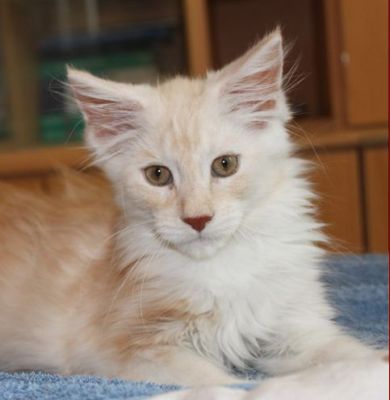 xavier mit 12 Wochen / twelve weeks old