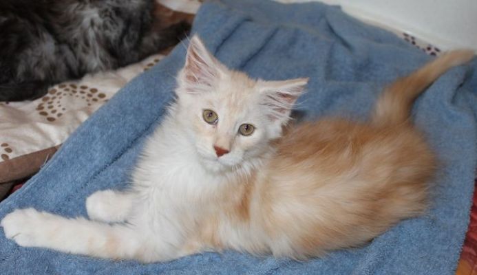 xavier mit 12 Wochen / twelve weeks old