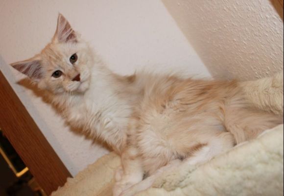 xafer mit 14 Wochen / fourteen weeks old