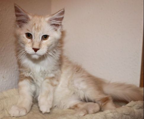 xafer mit 14 Wochen / fourteen weeks old