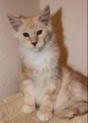 xafer mit 14 Wochen / fourteen weeks old