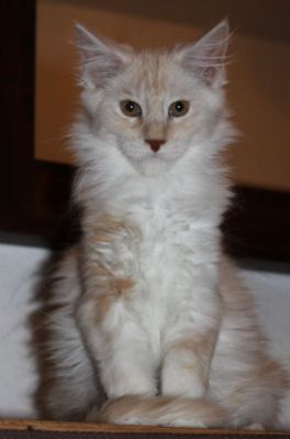 xafer mit 14 Wochen / fourteen weeks old