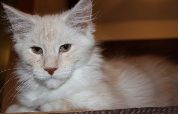 xafer mit 14 Wochen / fourteen weeks old