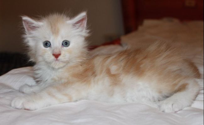 xafer mit 7 Wochen / seven weeks old