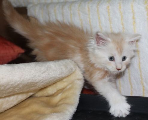 xafer mit 7 Wochen / seven weeks old