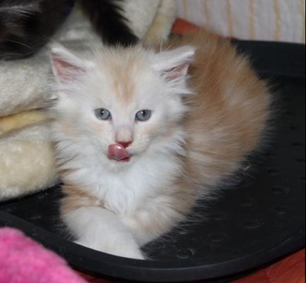 xafer mit 7 Wochen / seven weeks old