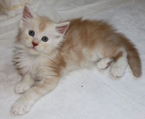 xafer mit 7 Wochen / seven weeks old