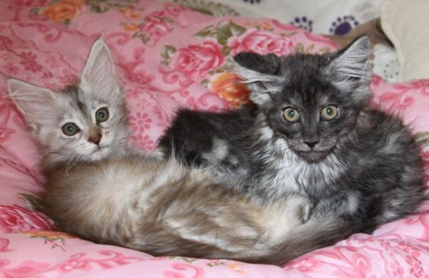 Xalia mit 12 Wochen / twelve weeks old