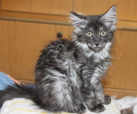 Xalia mit 12 Wochen / twelve weeks old