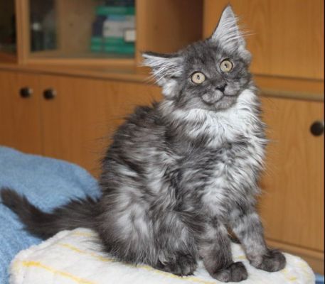 Xalia mit 12 Wochen / twelve weeks old