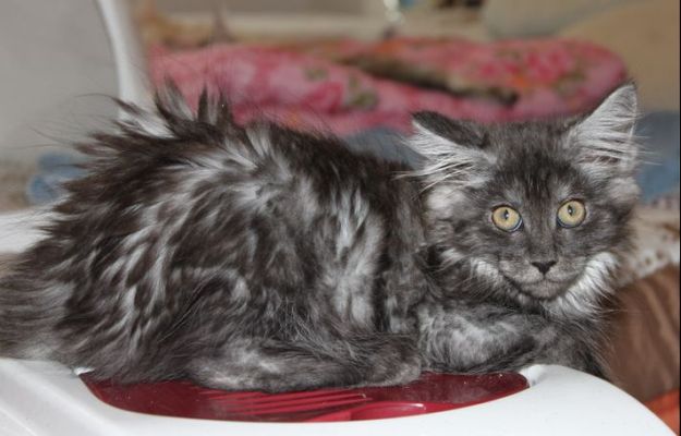 Xalia mit 12 Wochen / twelve weeks old