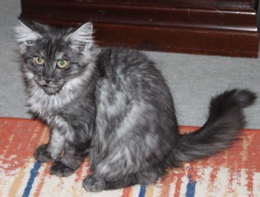 Xalia mit 14 Wochen / fourteen weeks old