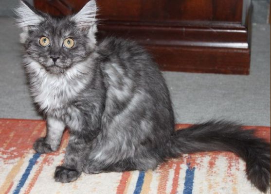 Xalia mit 14 Wochen / fourteen weeks old