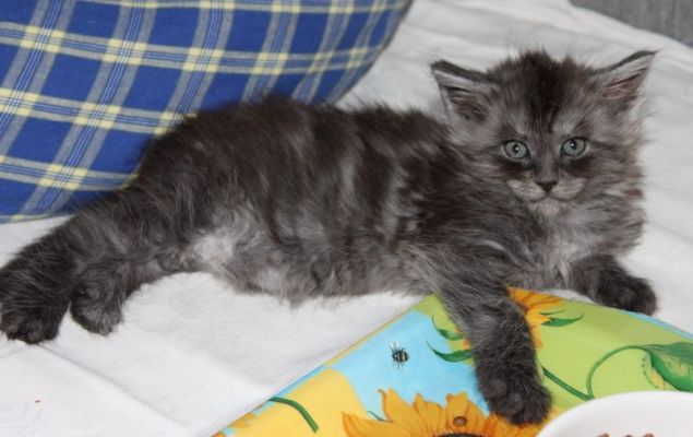 Xalia mit 7 Wochen / seven weeks old