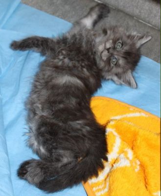 Xalia mit 7 Wochen / seven weeks old