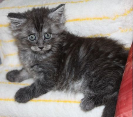 Xalia mit 7 Wochen / seven weeks old