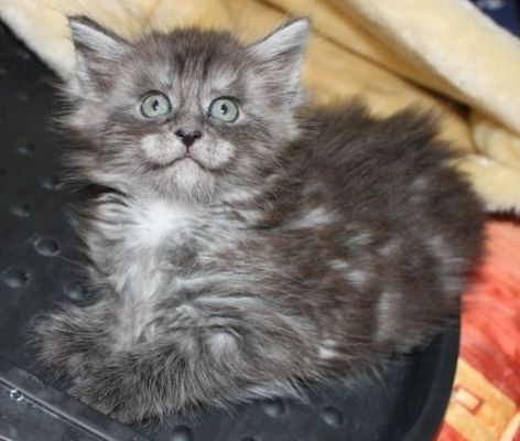 Xalia mit 7 Wochen / seven weeks old