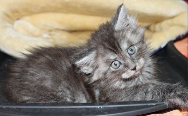 Xalia mit 7 Wochen / seven weeks old