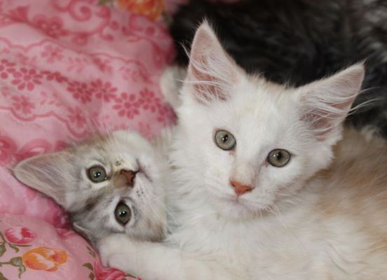 xavier mit 12 Wochen / twelve weeks old