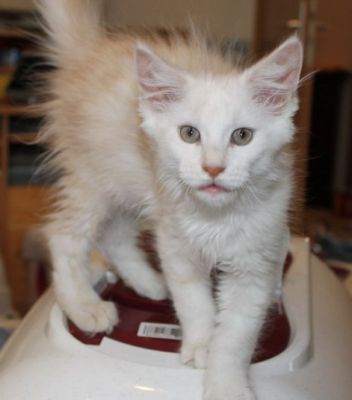 xavier mit 12 Wochen / twelve weeks old