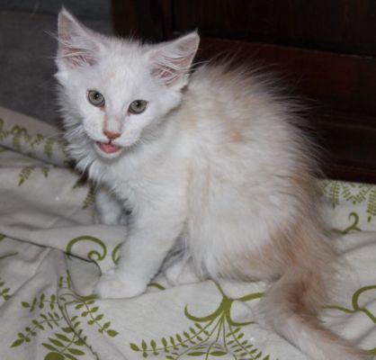 xavier mit 12 Wochen / twelve weeks old