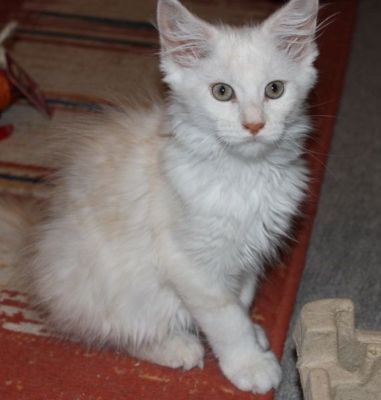 xavier mit 12 Wochen / twelve weeks old