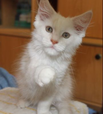 xavier mit 12 Wochen / twelve weeks old