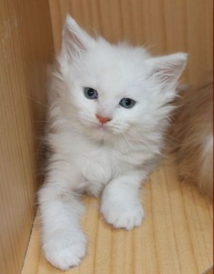 xavier mit 7 Wochen / seven weeks old