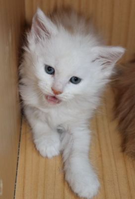 xavier mit 7 Wochen / seven weeks old