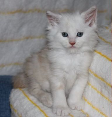 xavier mit 7 Wochen / seven weeks old