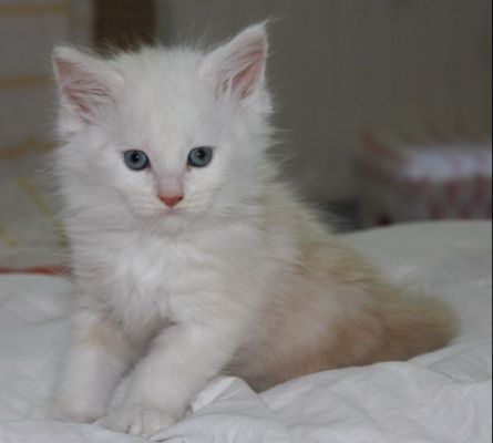 xavier mit 7 Wochen / seven weeks old