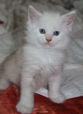 xavier mit 7 Wochen / seven weeks old