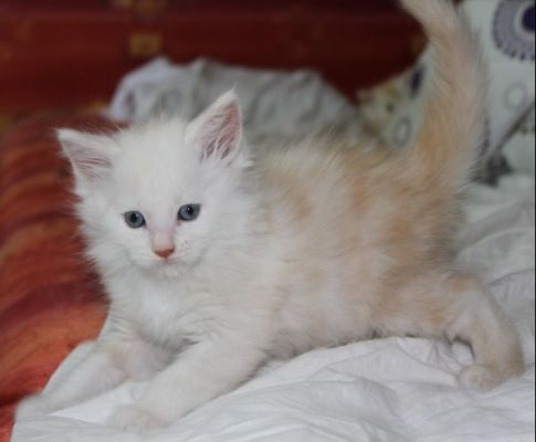 xavier mit 7 Wochen / seven weeks old