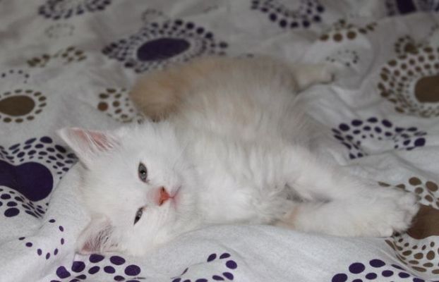 xavier mit 7 Wochen / seven weeks old