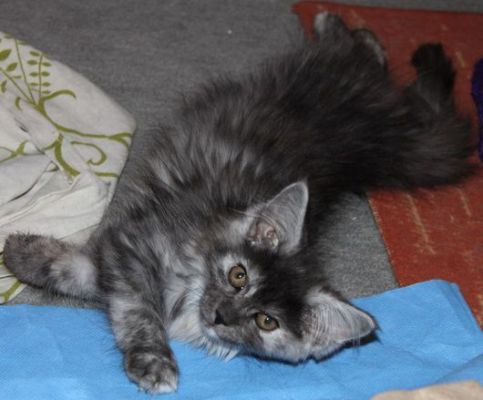 xenia mit 12 Wochen / twelve weeks old