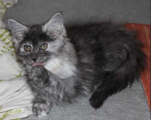 xenia mit 12 Wochen /twelve weeks old