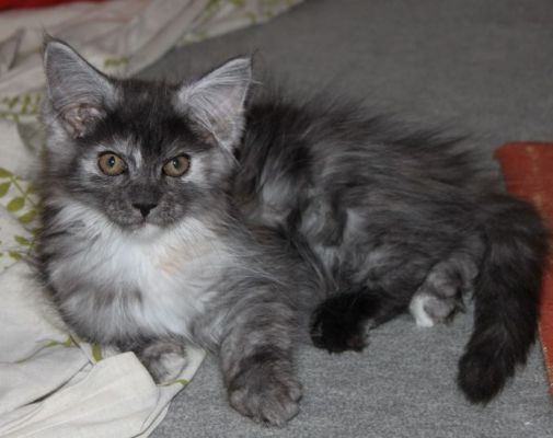 xenia mit 12 Wochen / twelve weeks old