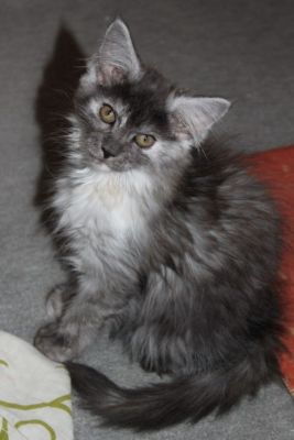 xenia mit 12 Wochen /twelve weeks old